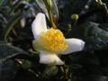 A tea flower
